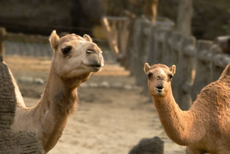 Camels are kind of animal lived in desert. These couple seemed saying something.の写真素材