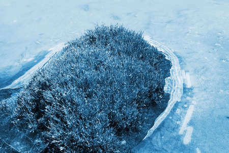 Beautiful strange iced pond surface and grass.の写真素材