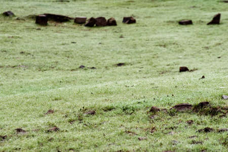 It is a grassland with white light.の写真素材