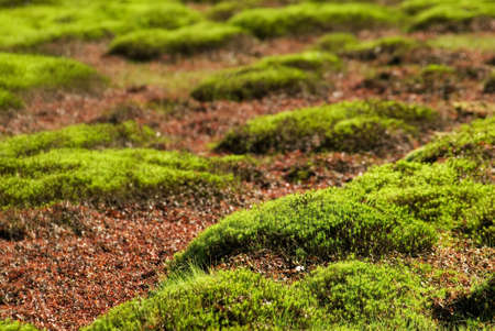 It is green and red grassland near lake.の写真素材