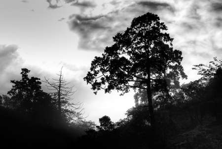It is silhouette of tree with black and white.の写真素材