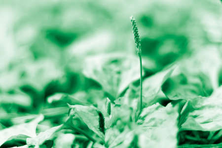 It is a beautiful macro grassland look.の写真素材