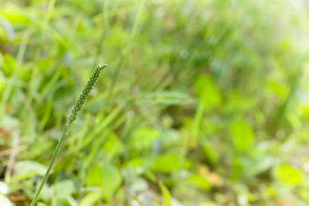 It is a beautiful macro grassland look.の写真素材