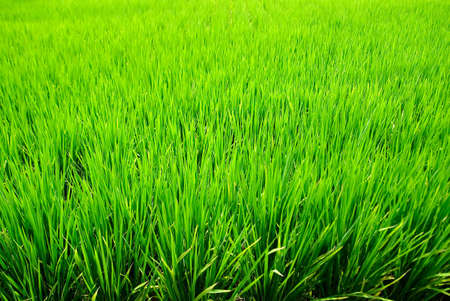 It is a green new rice land background.の写真素材