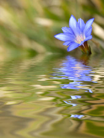 It is beautiful blue flower called Gentiana arisanensis Hayata.の写真素材