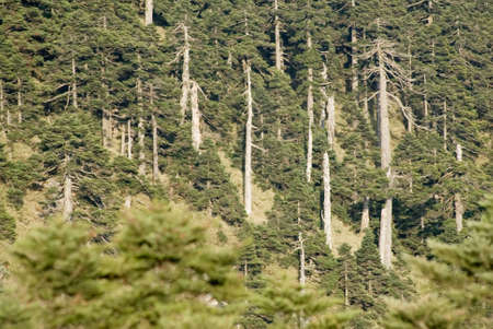 There were forest far away from here.の写真素材