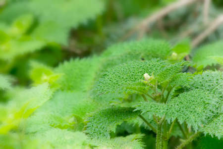 It is a beautiful plant with thorns called Stinging Nettle.の写真素材