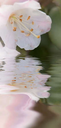 Here were purple and beautiful flower of azalea.の写真素材