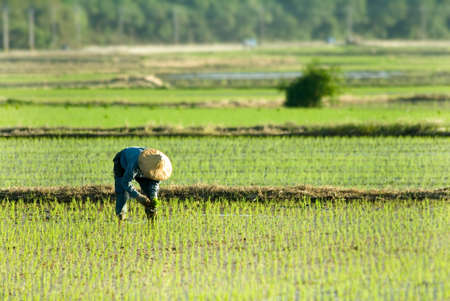 There is a farmer working in the farm.の写真素材