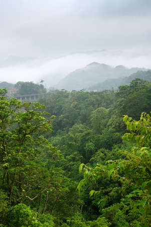 Here ard white mist and green trees of mountain.