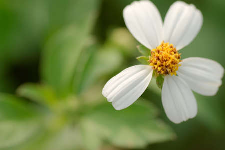 It is a small white and beautiful flower call Bidens.の写真素材