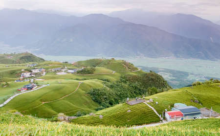 It is beautiful and colorful tiger lily farm.の写真素材