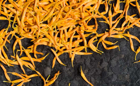 Dry in the sun of Chinese traditional medicine - golden needles. の写真素材