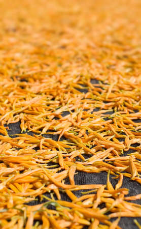 Dry in the sun of Chinese traditional medicine - golden needles. の写真素材