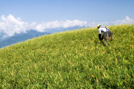 It is beautiful and colorful tiger lily farm with farmer.の写真素材
