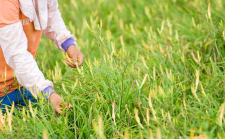 It is beautiful and colorful tiger lily farm with farmer.の写真素材