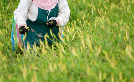 It is beautiful and colorful tiger lily farm with farmer.