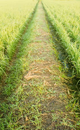 Here is a green road in the farm.の写真素材