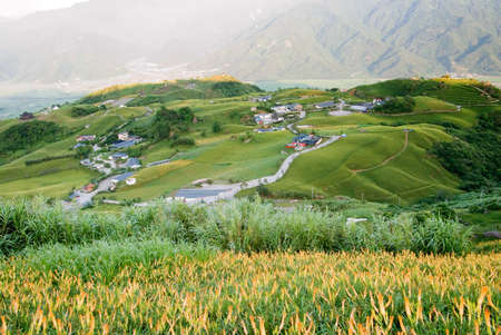 It is beautiful and colorful tiger lily farm.の写真素材
