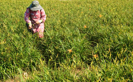 Tiger lily famer working in the farm.の写真素材