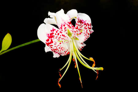 Lilium speciosum var. gloriosoides was the most beautiful flower in East Asian. It only live in Taiwan.の写真素材