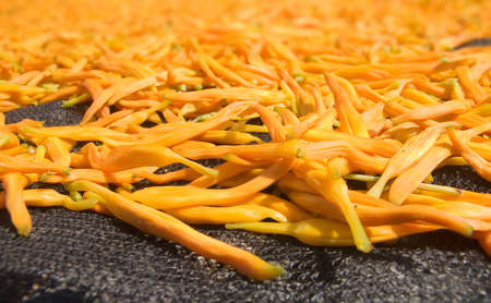 Dry in the sun of Chinese traditional medicine - golden needles. 