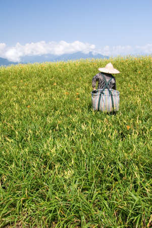 It is beautiful and colorful tiger lily farm with farmer.の写真素材