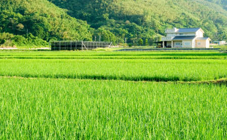It is a landscape of green farm and small village.の写真素材