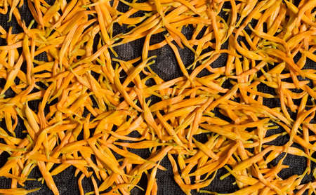 Dry in the sun of Chinese traditional medicine - golden needles. の写真素材