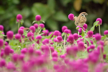 There is a cute sparrow stand on the beautiful purple flowers.の写真素材