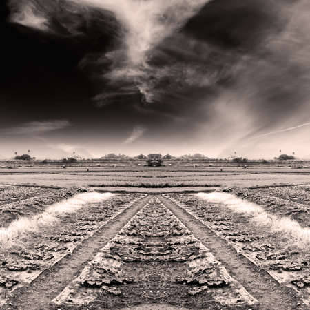 Dramatic landscape of field with sepia tone.の写真素材