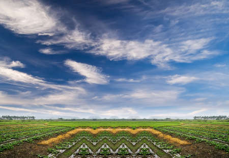 Landscape of green farm under the blue sky.の写真素材