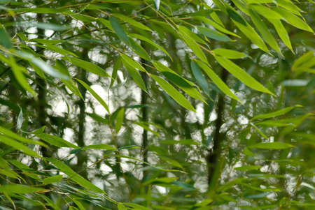 Bamboo garden in green and motion blurred by wind.の写真素材