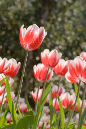 Tulips in garden with red and white color and green grass.の写真素材