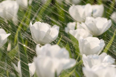 Rain on tulip of flowers garden of white color.の写真素材