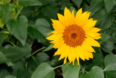 Nature beauty of single sunflower in the park.の写真素材
