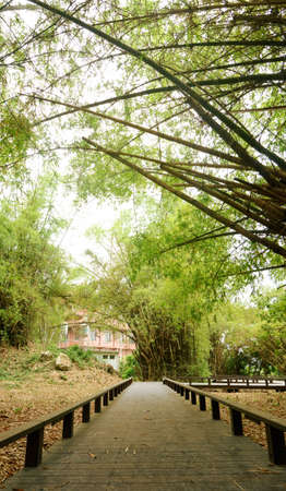 Panoramic bamboo forest scenic in Chinese garden.の写真素材