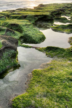 Green coast rock with water in morning.