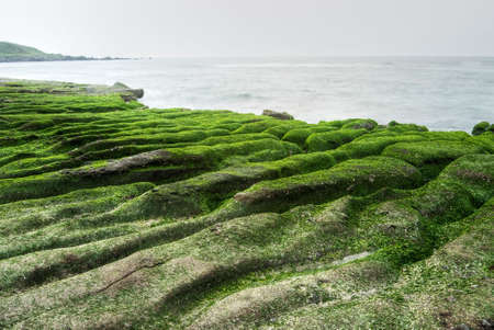Beautiful green coast with seaweed on stone.の写真素材