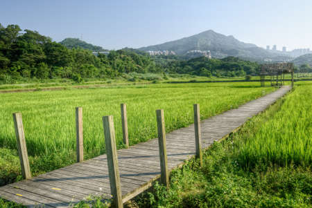 Rural scenery of rice farm in green color and yellow wooden bridge and small house in Taiwan, Asia.の写真素材