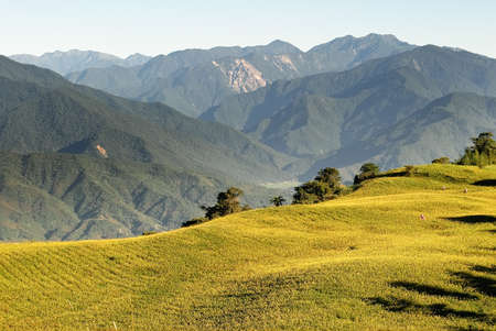 Mountain scenery with golden farm in morning.