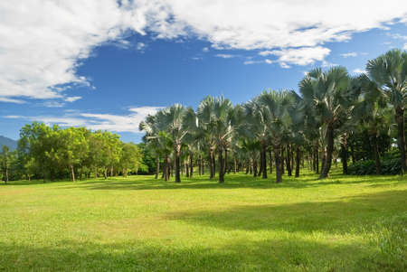 Tropical scenery with coconut trees and green grassland under blue sky.の写真素材
