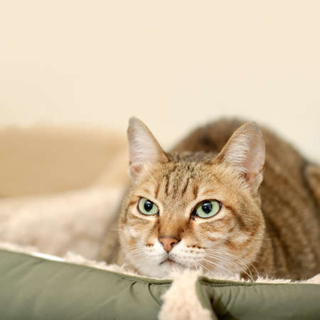 Cat with confident expression on face on ground with copyspace.