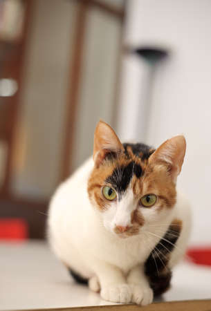 Curious and cut cat stare at you, pet sit on table.の写真素材