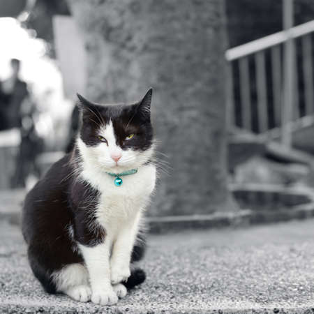 foxy cat standing and thinking in outdoor.