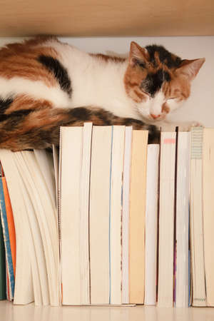 Pet of cat sleep on books in home.の写真素材