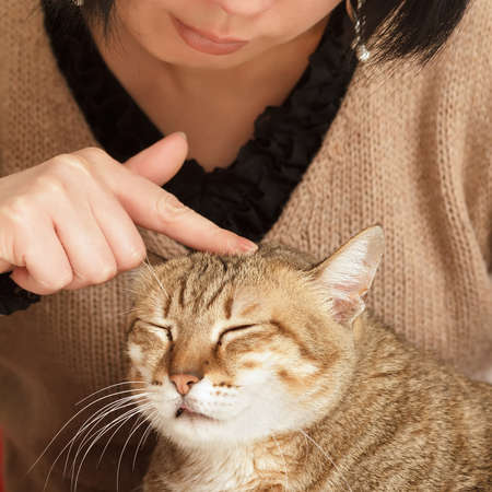 Comfortable expression on cute cat when being touched.の写真素材