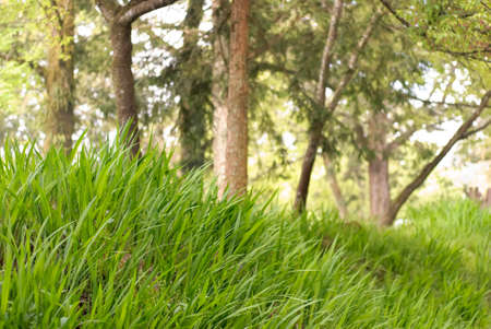 Green nature view of forest with trees and grassland, shot in Alishan National Scenic Area, Taiwan, Asia..の写真素材