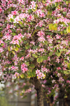 Hong Kong orchid tree(bauhinia), closeup image of red and purple flowers in city street.の写真素材