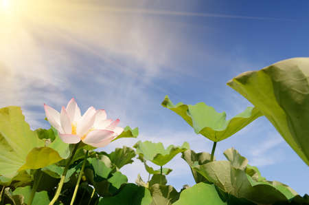 Lotus flowers farm with mountain and sunbeam in sunny day, landscape of nelumbo nucifera flowers.の写真素材